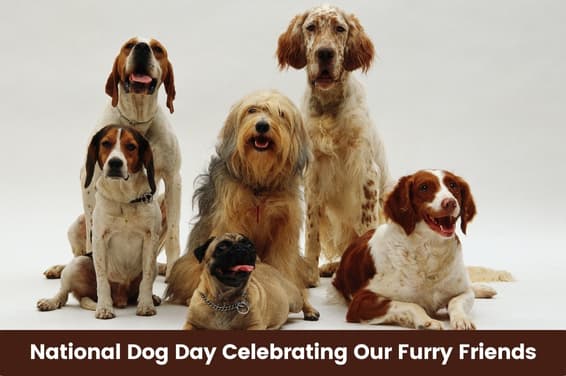 National Dog Day: Celebrating Our Furry Friends