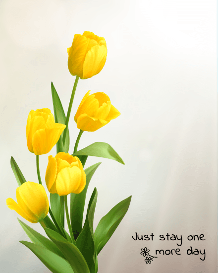 stay more stay more